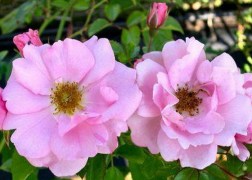 Magastörzsű rózsa / Sunday Time